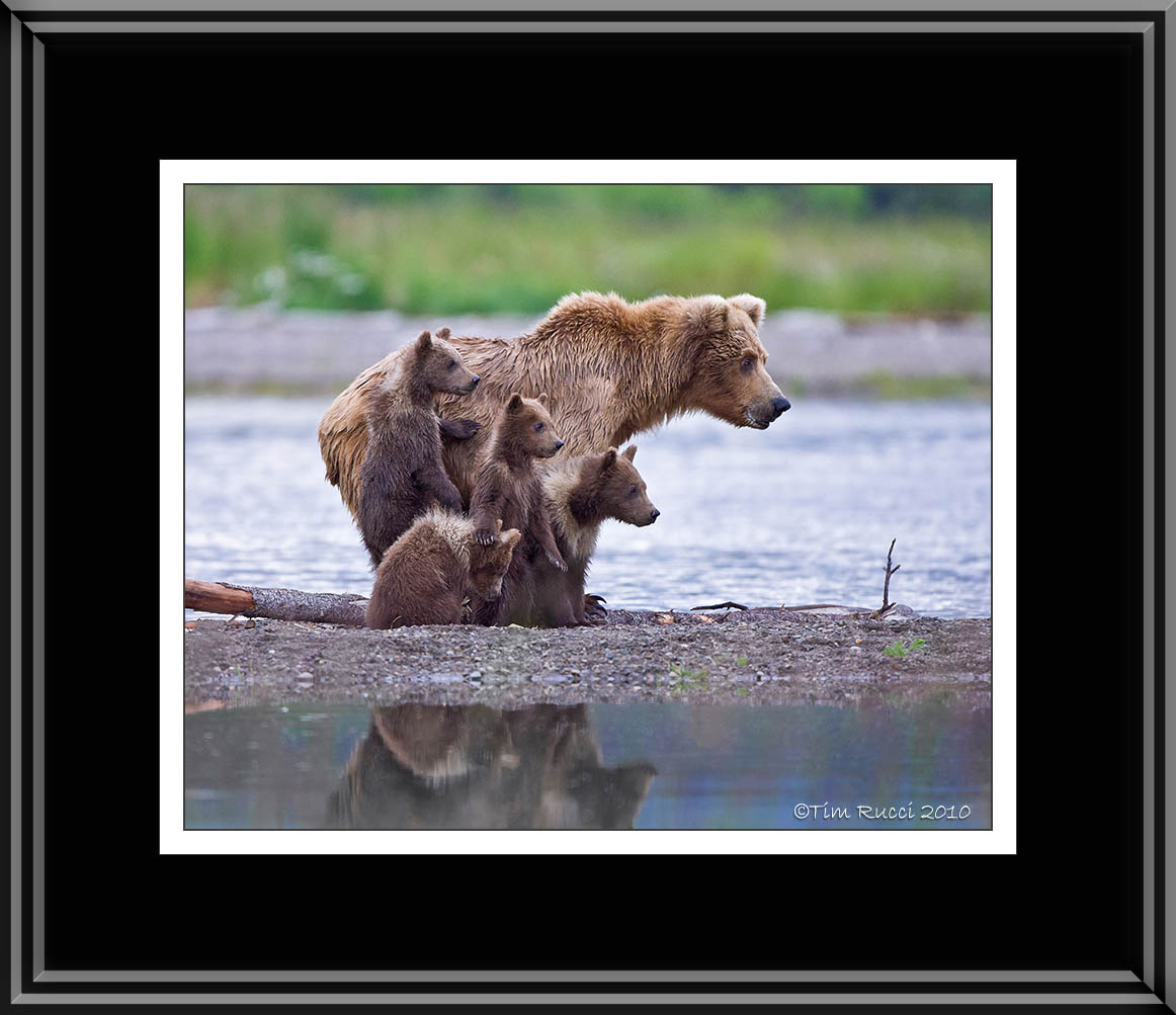 88057 Grizzly Sow with Cubs (unframed)