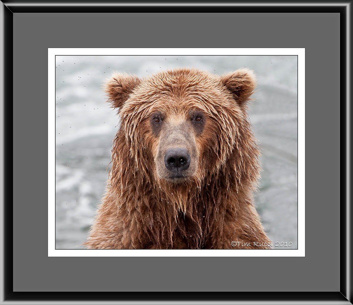 40_11880E Grizzly Head Shot (unframed)