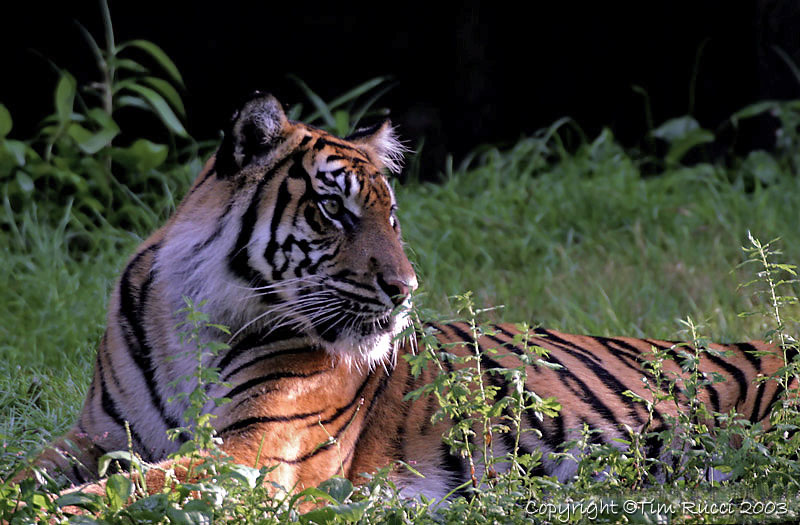 5431 - Tiger