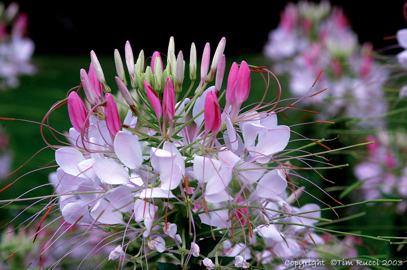 4929 - Cleome