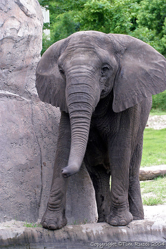 12249 -Elephant