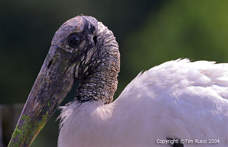 12553 -  Wood Stork