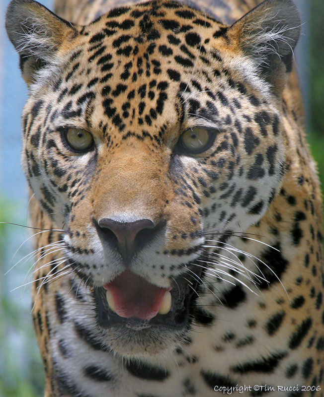 14000c -- Leopard