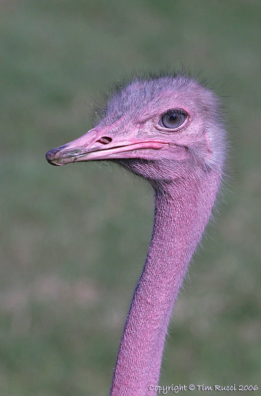 16993 - Ostrich