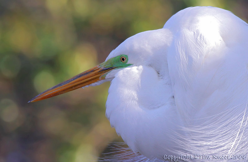 03571C - Great Egret