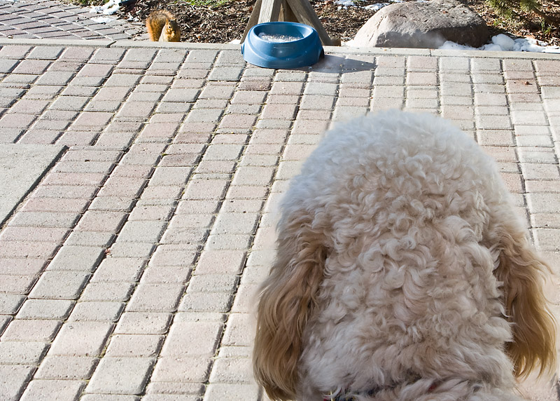 Teddy watching the squ.....!!