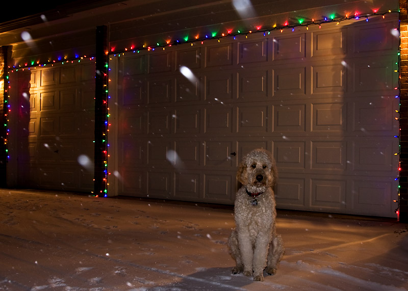 Teddy & Christmas lights
