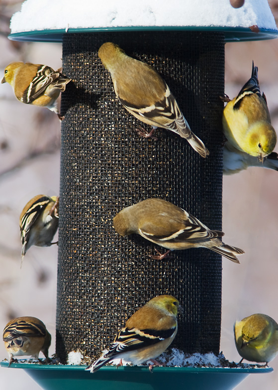 A herd of finches?