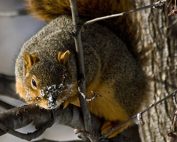 Snowy nosed squirrel