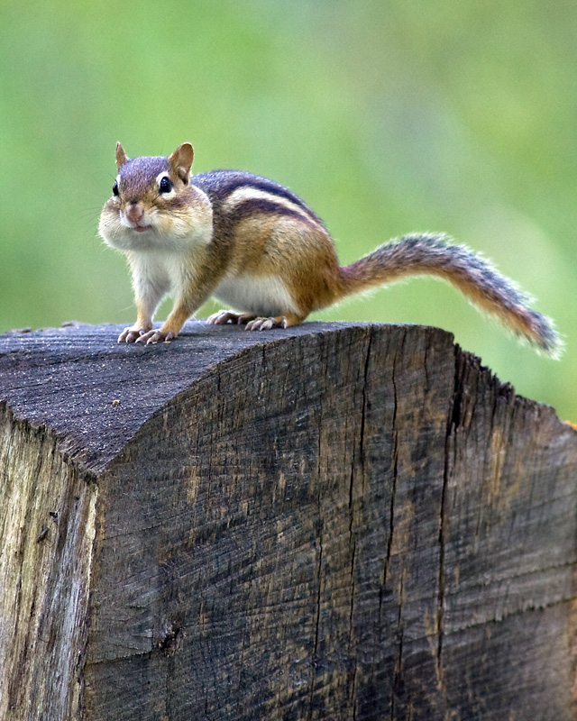 A full and happy chipmunk