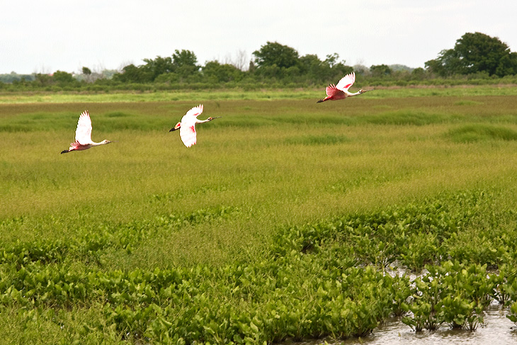 Roseate Spoonbills