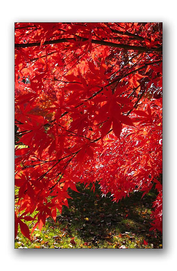 Backlit red tree