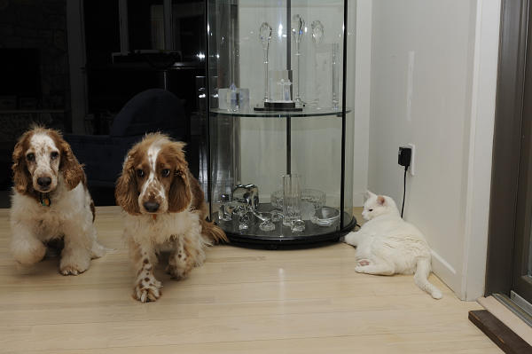 2 dogs + 1 cat.jpg