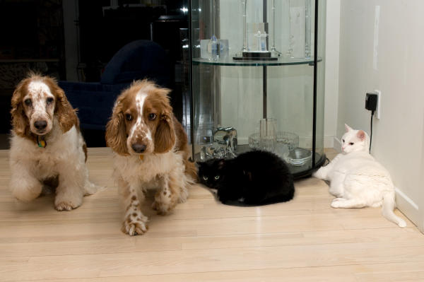 2 dogs + 2 cats. jpg