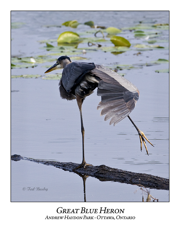 Great Blue Heron-057