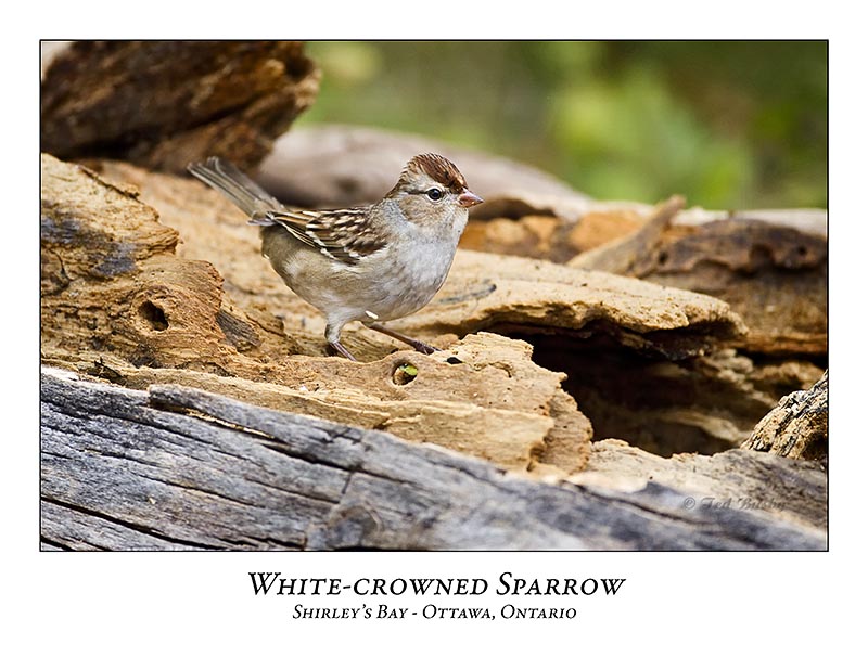 White-crowned Sparrow-015