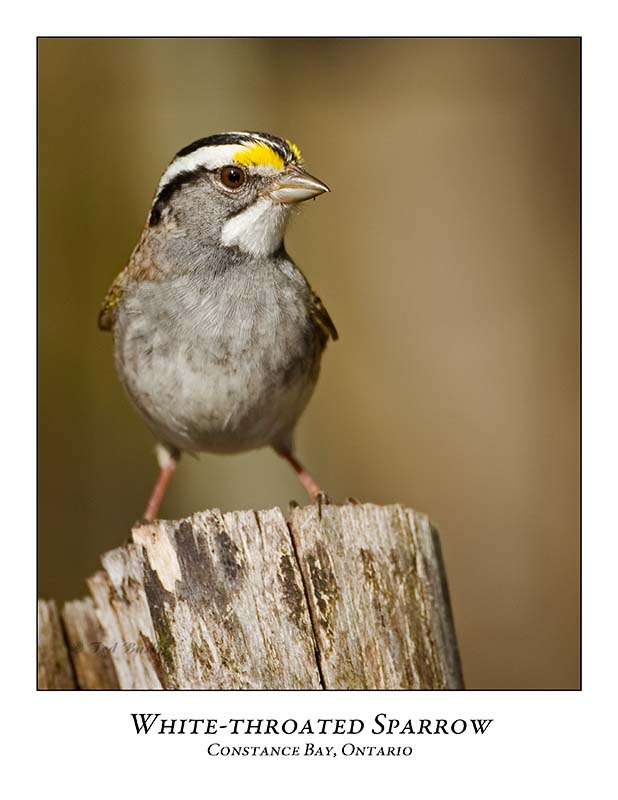 White-throated Sparrow-011