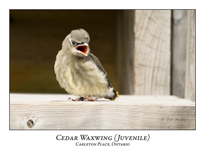 Cedar Waxwing-010