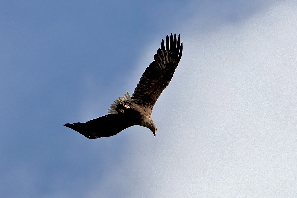 White-tailed Eagle, Havrn