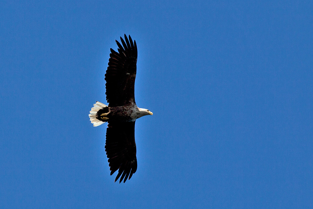 White-tailed Eagle, Havrn