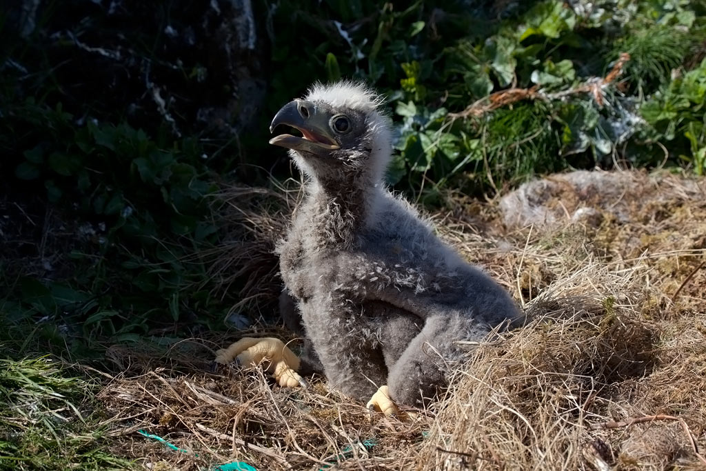 White-tailed Eagle, Havrn