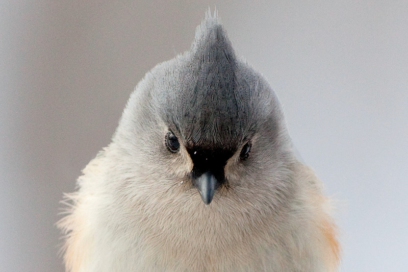 Titmouse