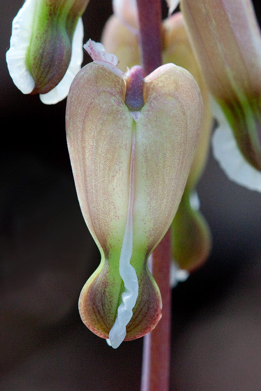 Squirrel Corn