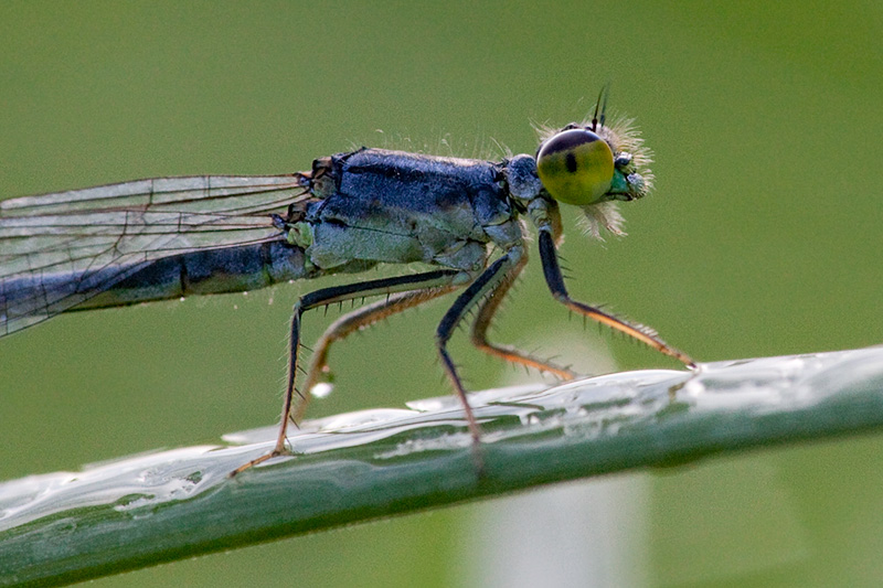 Damselfly Close-up