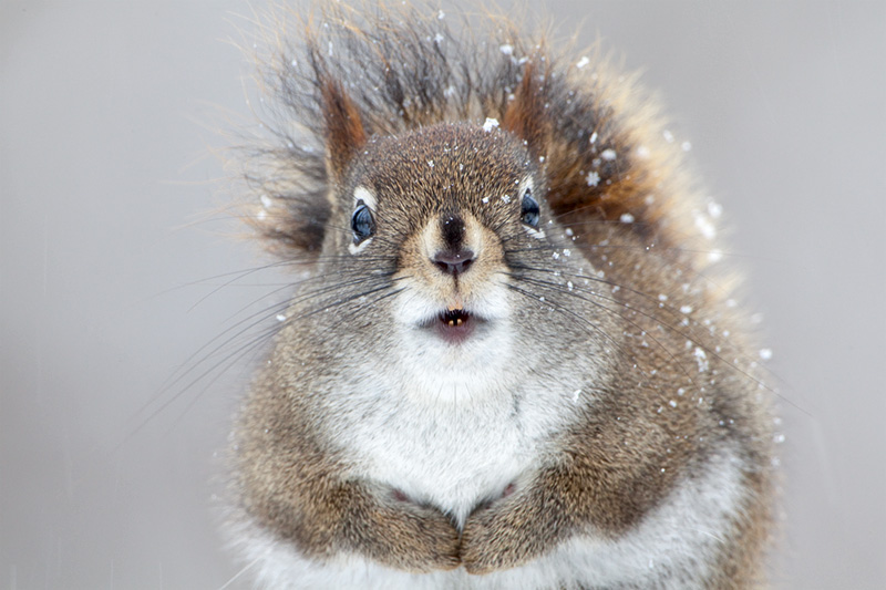 Red Squirrel