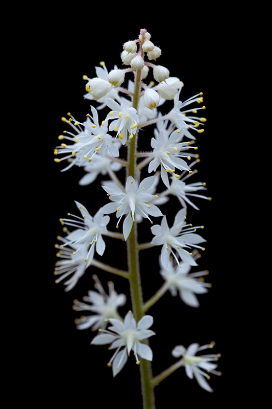 Foamflower