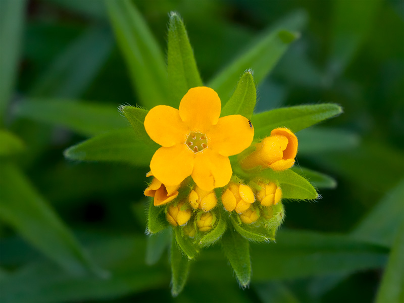 Hairy Puccoon