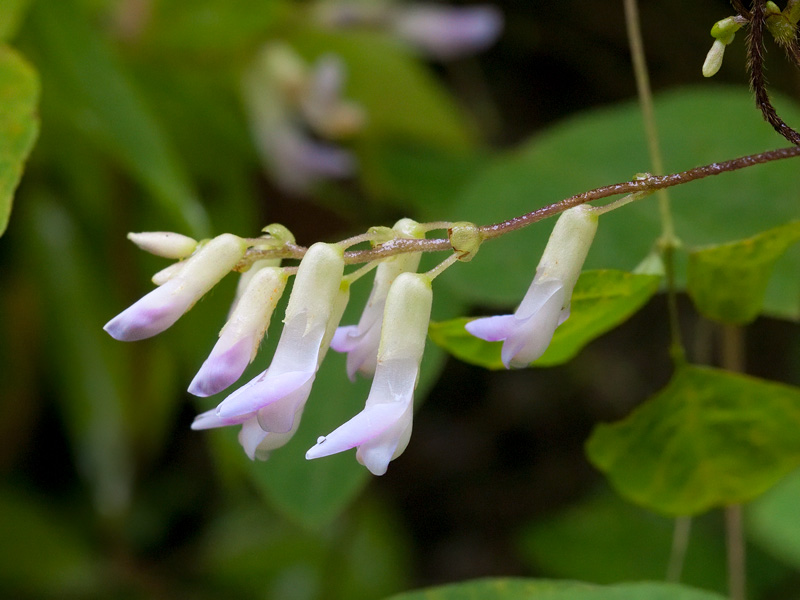 Hog Peanut