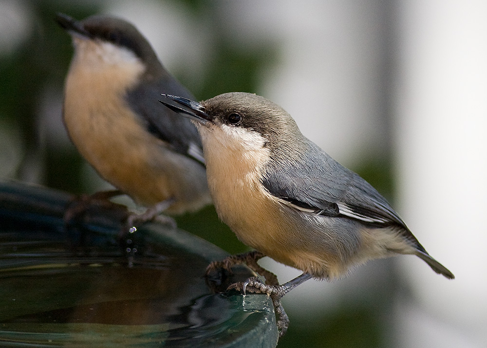 Pigmy Nuthatch