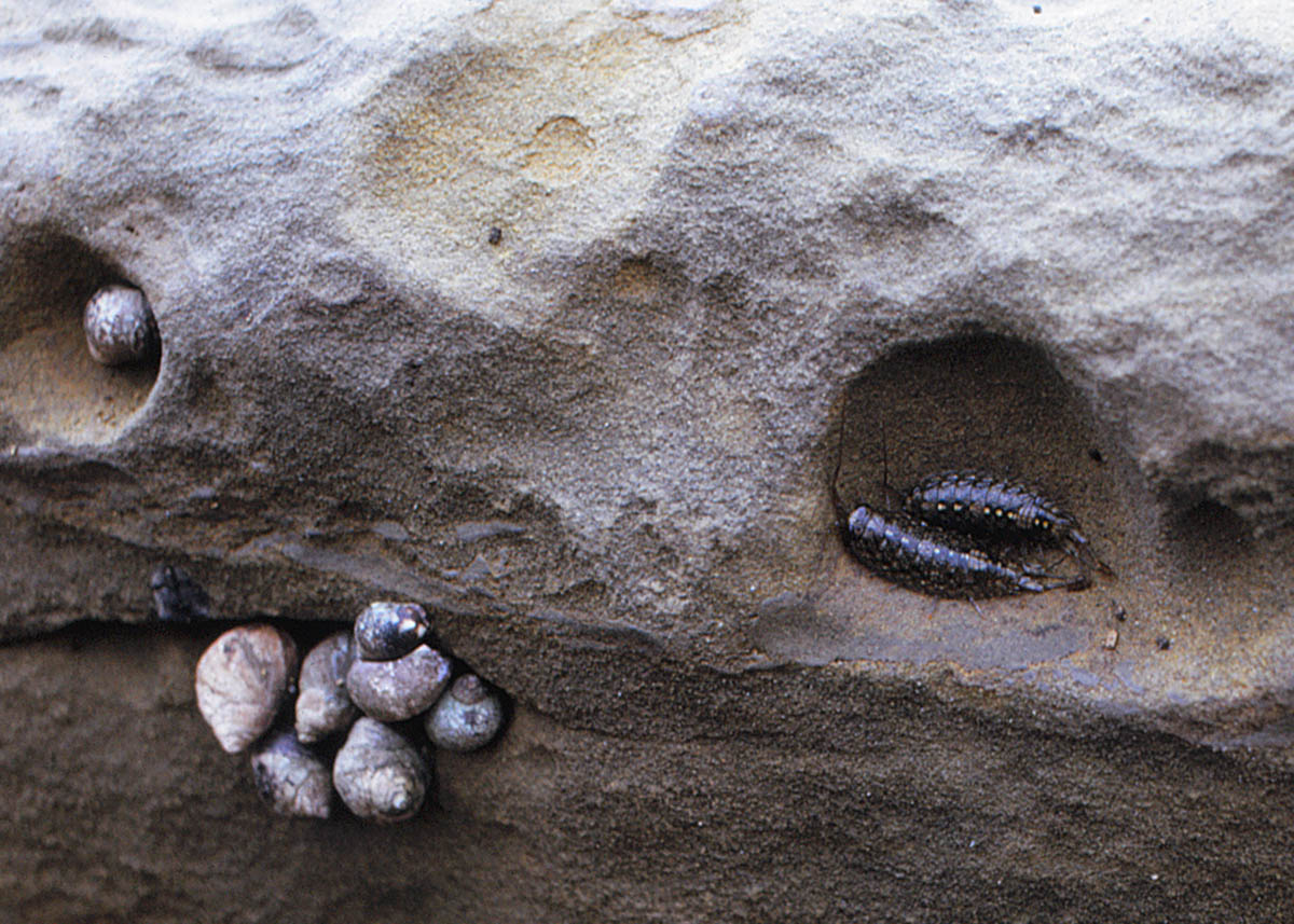 Rock Lice and Perwinkles