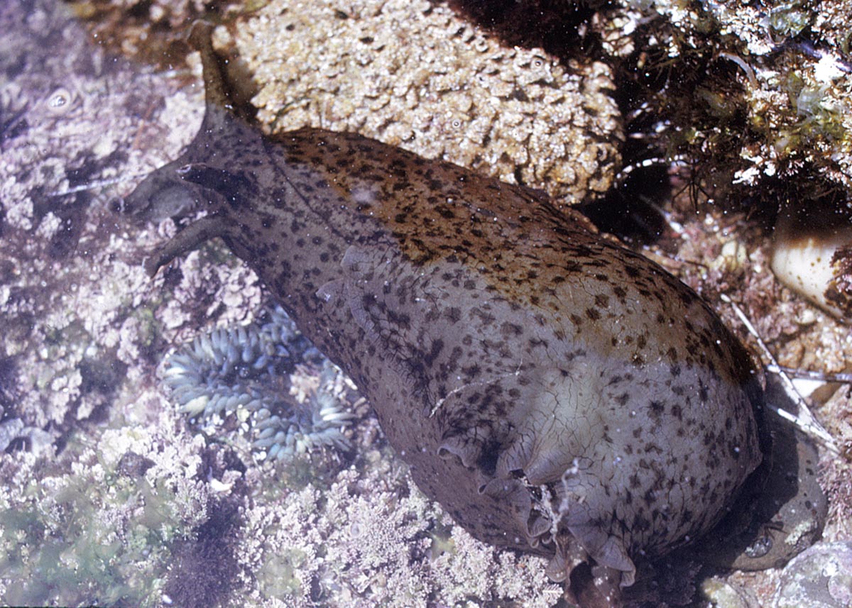 Sea Hare (<em>Aplysia californica</em>)