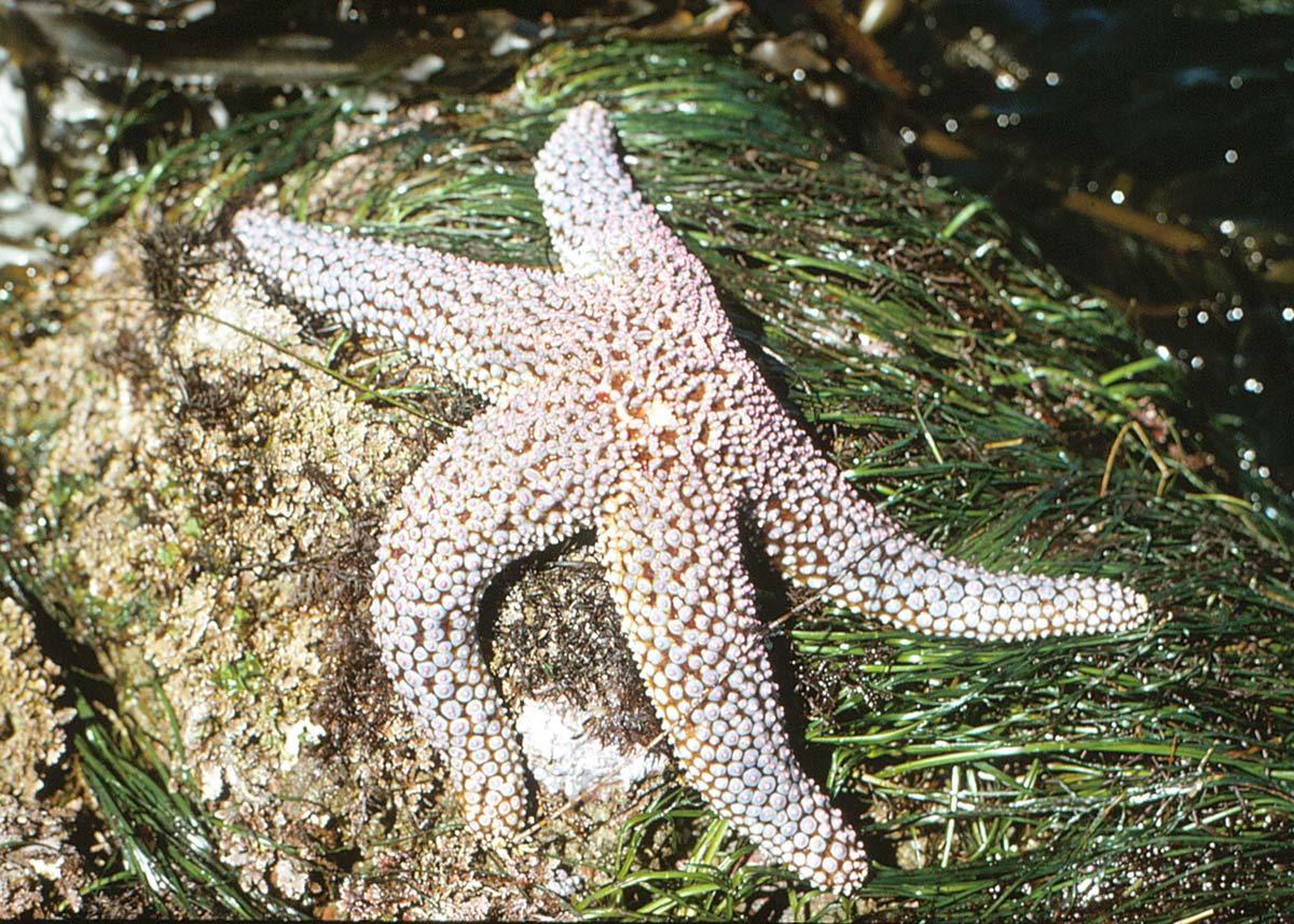 Knobby Seastar <em>(Pilaster giganteus capitatus</em>)