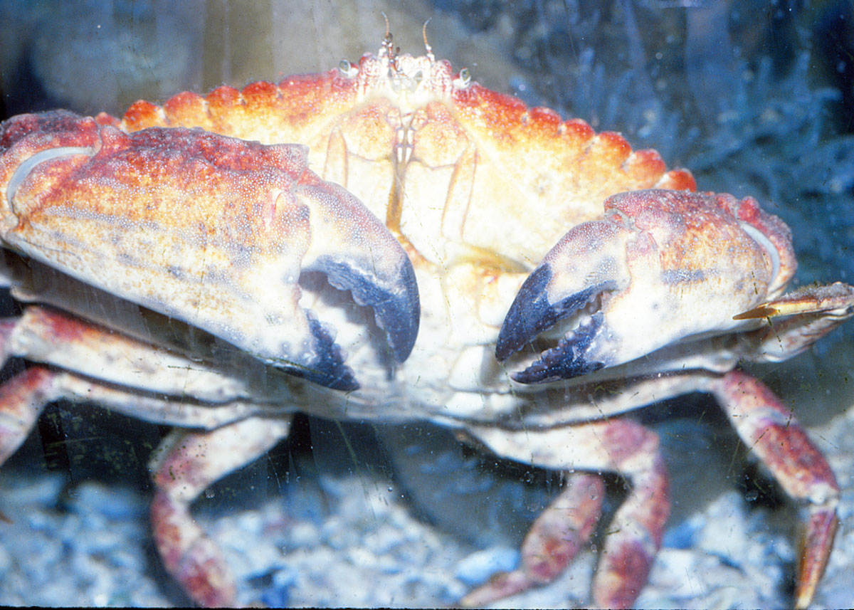 Rock Crab (<em>Cancer antennarius</em>)