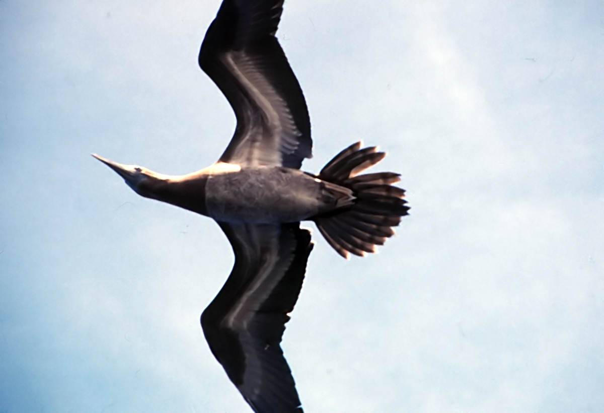 Brown Booby