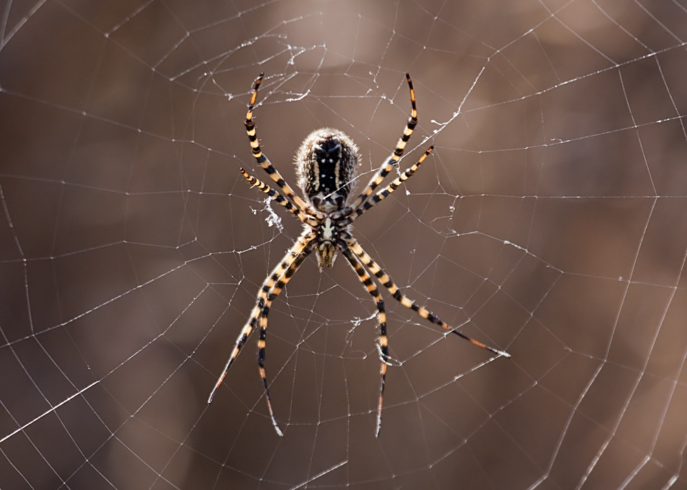 Banded Argiope (<Em>Argiope trifasciata</em>)