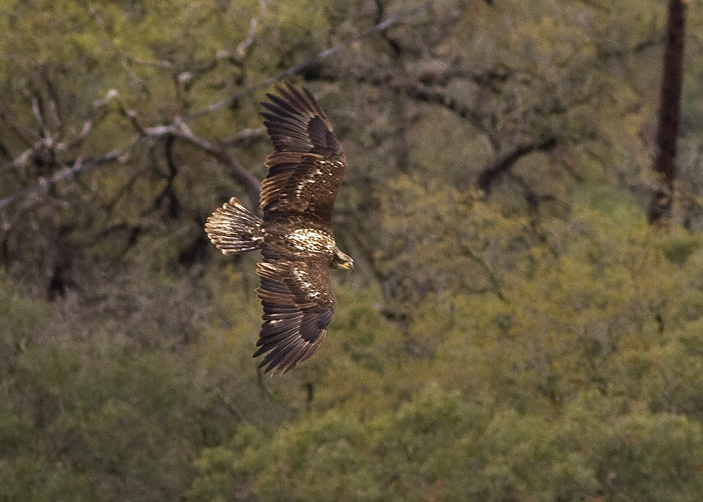 Bald Eagle