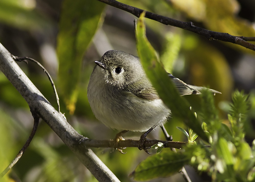 Ruby-crowned Kinglet