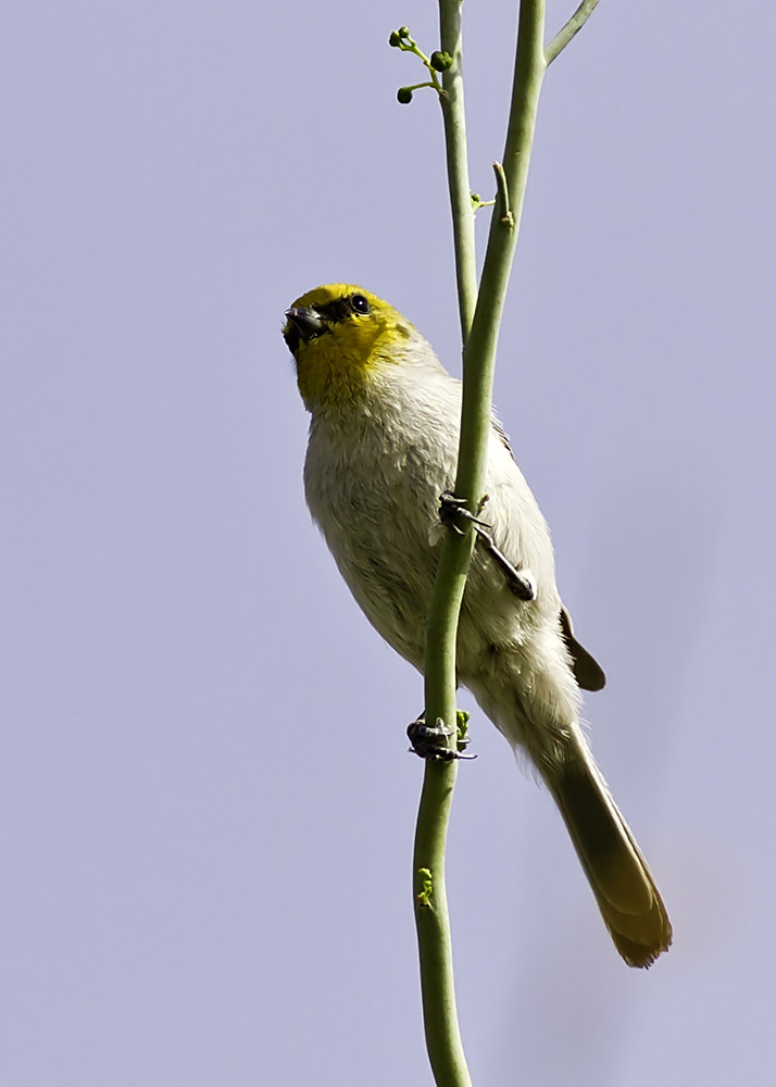 Verdin