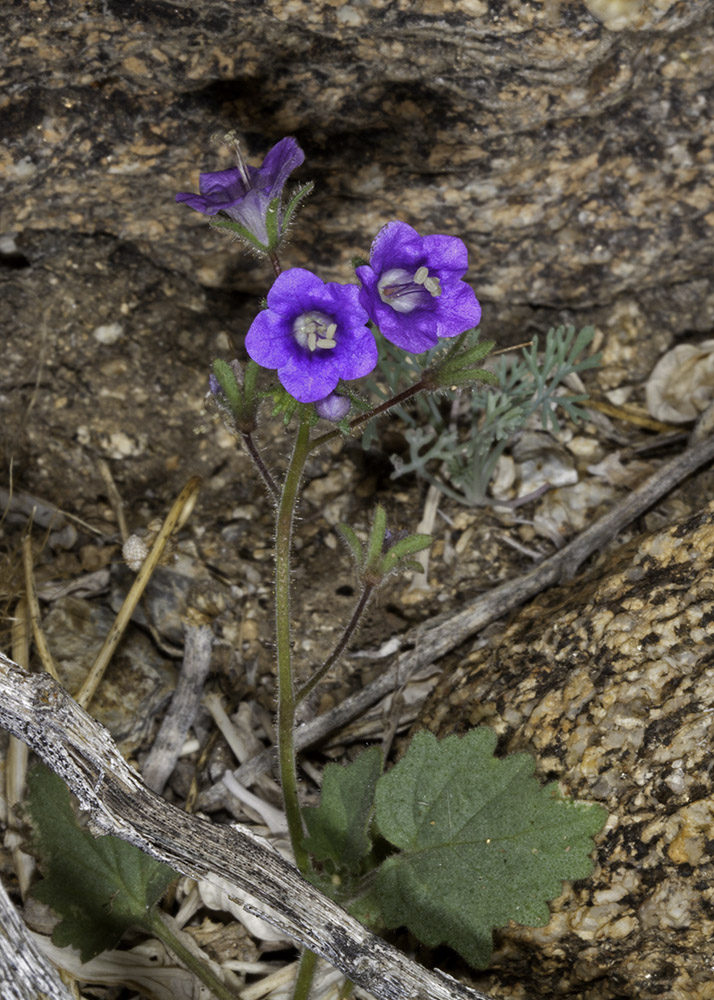 Wild Canterbury Bells (<em>Phacelia campanularia</em>)