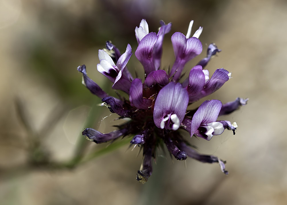 Tomcat Clover  (<em>Trifolium willdenovii</em>)