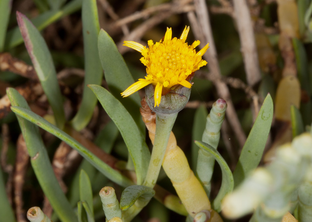 Salty Susan (<em>Jaumea carnosa</em>)