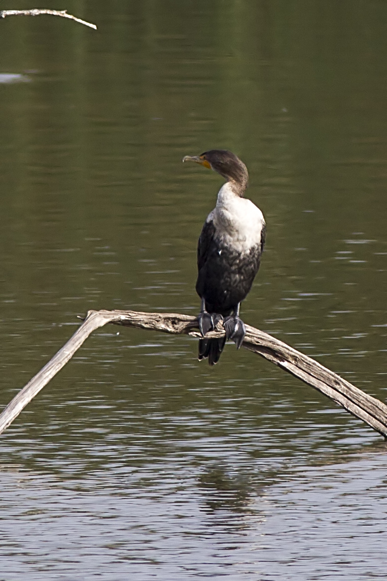 Double-crested Cormorant