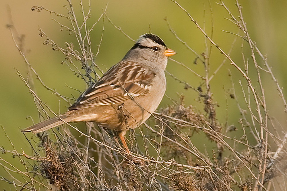 White-crowned Sparrow