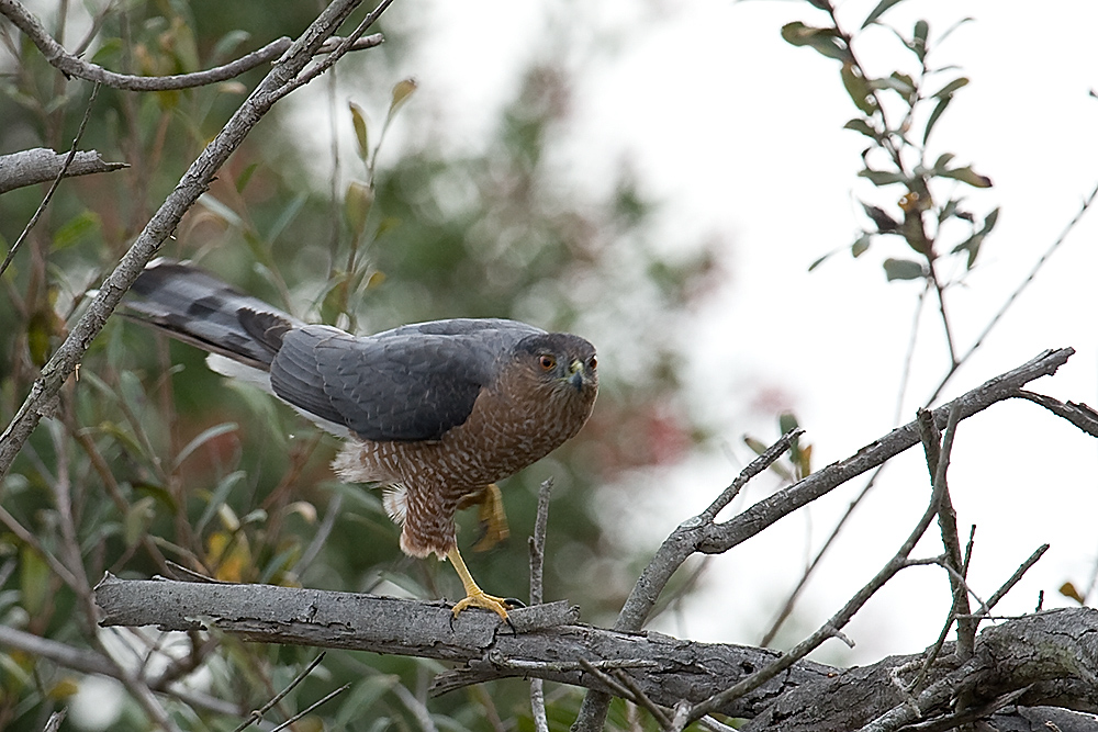 Coopers Hawk