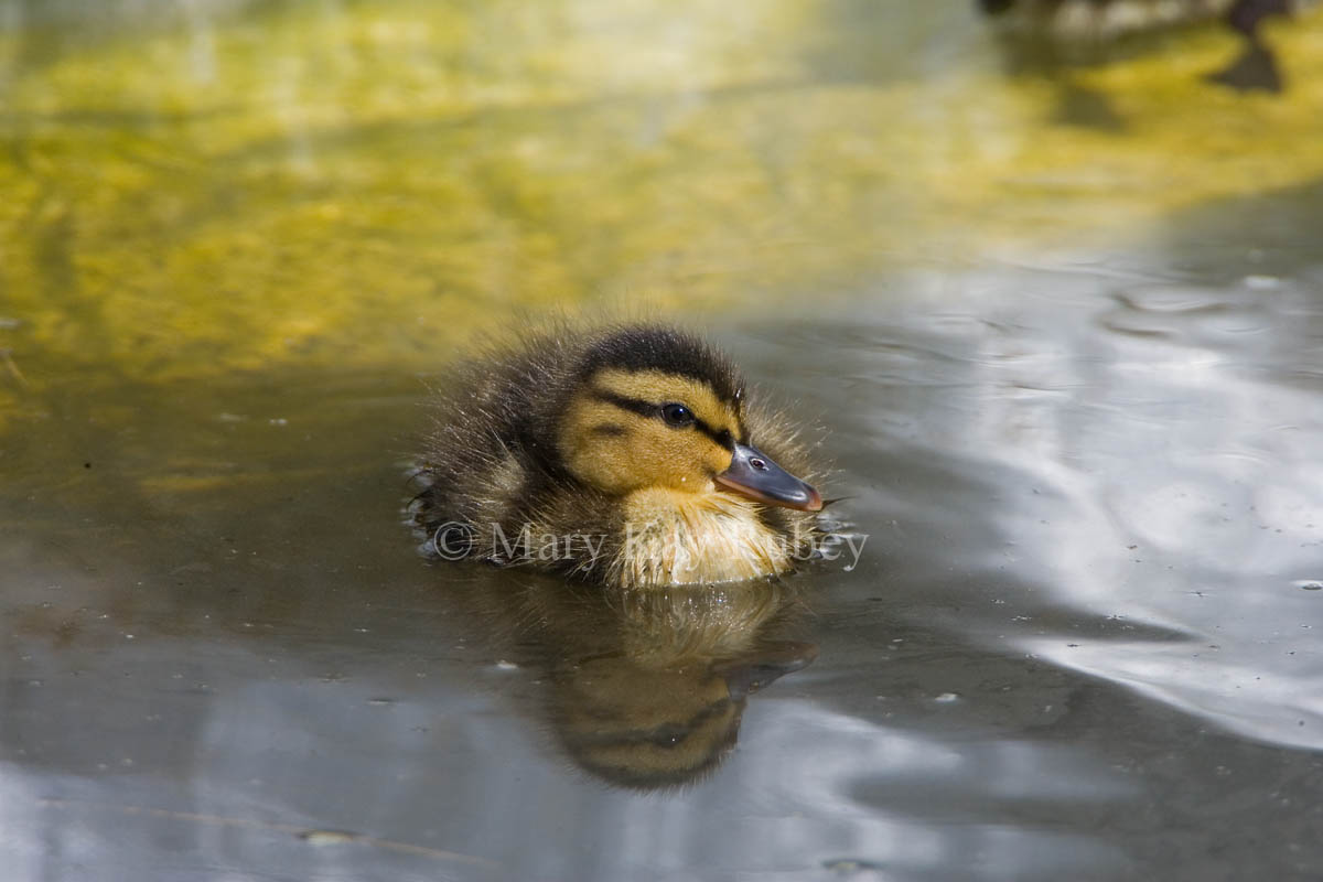 Mallard duckling _S9S8877.jpg