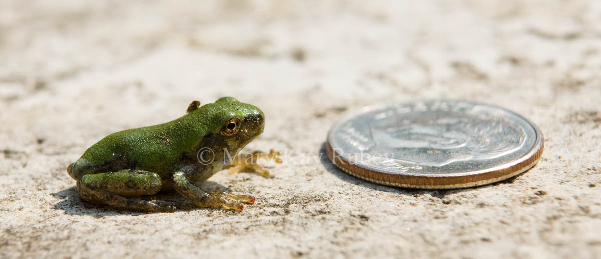 Gray Treefrog _I9I5890.jpg